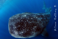   Domino... Whale Shark king Fishies North Isla Blanca Cancun Domino  